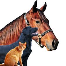 horse, cat and dog massage2